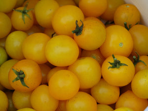 Hahms Gelbe Tomato