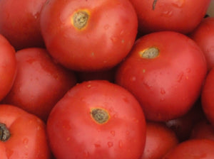 Harbinger Tomato (1910)