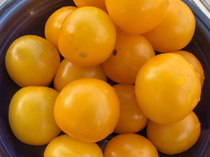 Hartman's Yellow Gooseberry Tomato (pre 1831)