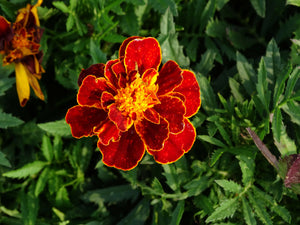 Harvey's Honor Marigold