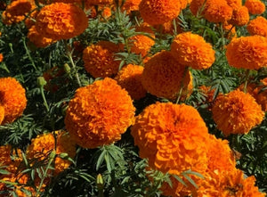Hawaii African Marigold