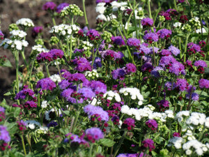 Heirloom Ageratum Mix