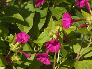 Heirloom Red  Four O'Clock - (Mirabilis jalapa)