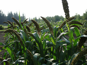 Hell’s Canyon Millet – (Setaria italica)
