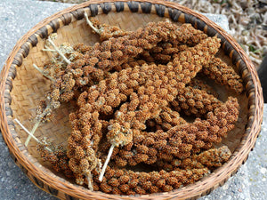 Hell’s Canyon Millet – (Setaria italica)