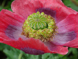 Hens & Chicks Poppy