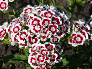 Holborn Glory - Sweet William  (1924)