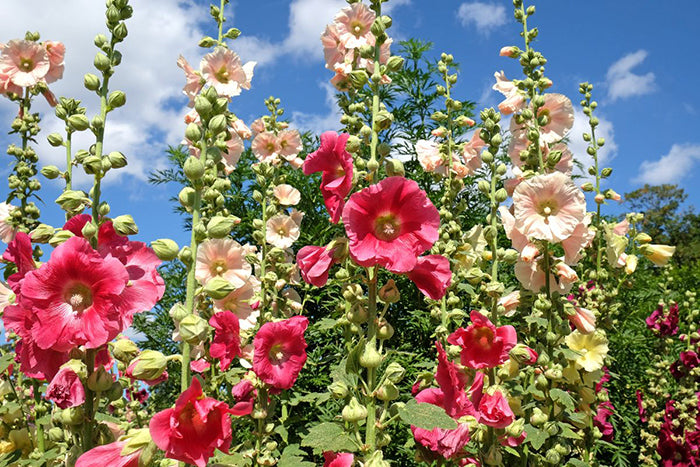 Old Fashioned Pink Hollyhock Flower Seeds - Alcea Setosa, Flowering Perennial - View #5