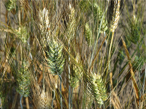 Hourani Wheat