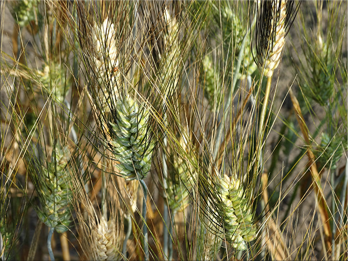 Hourani Wheat