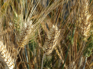 Hourani Wheat