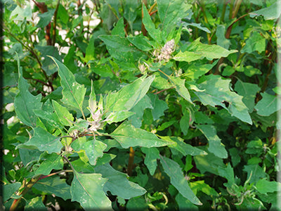 Red Aztec Spinach Huauzontle (Chenopodium berlandiera)