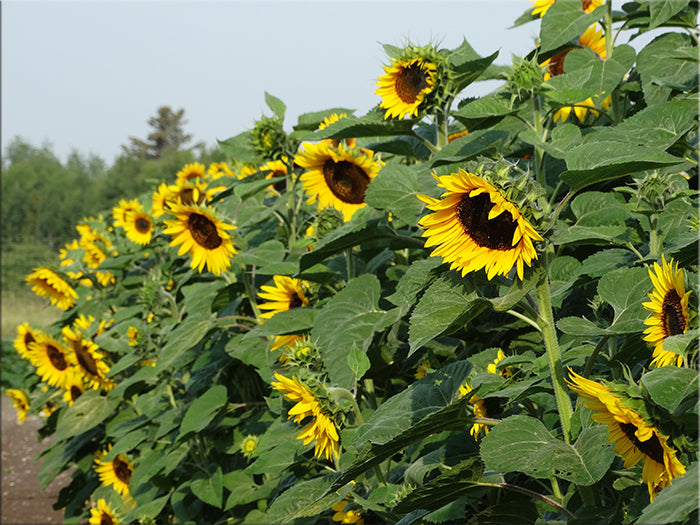 Hungarian Black Seeded Sunflower