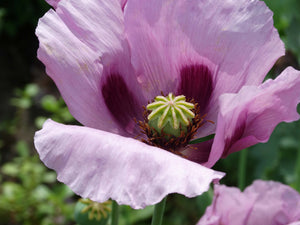 Hungarian Blue Breadseed Poppy