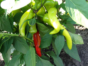 Hungarian Hot Wax Pepper