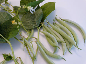 Ice Bean (pre-1845)