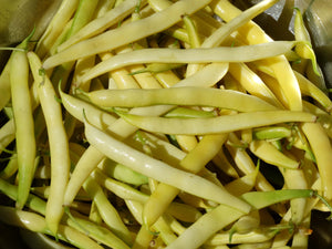 Improved Golden Wax Bean