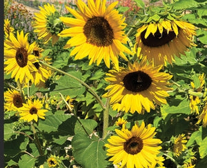 Incredible Sunflower