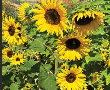 Incredible Sunflower