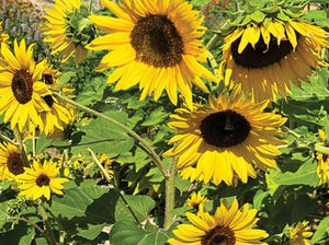 Incredible Sunflower