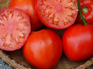 Italian Heirloom Tomato