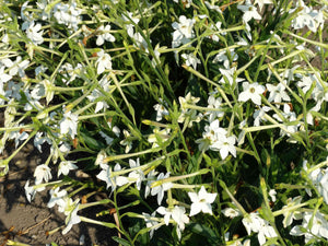 Jasmine Tobacco Nicotiana (Nicotiana alata)