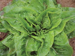 Jebousek Lettuce