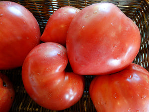 Jefferson Giant Tomato (1880’s)