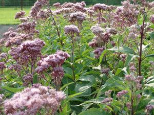 Joe Pye Weed