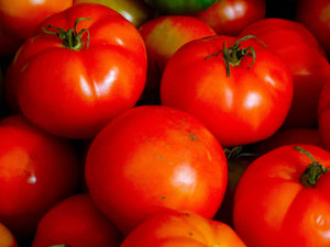 John Baer Tomato (1914)