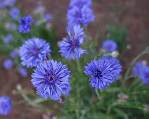 Jubilee Gem Bachelor's Button