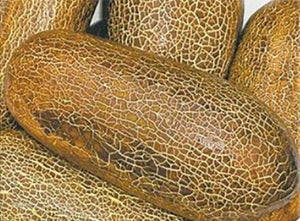 Kaiser Alexander Cucumber