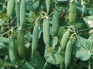 Kelvedon Wonder Pea