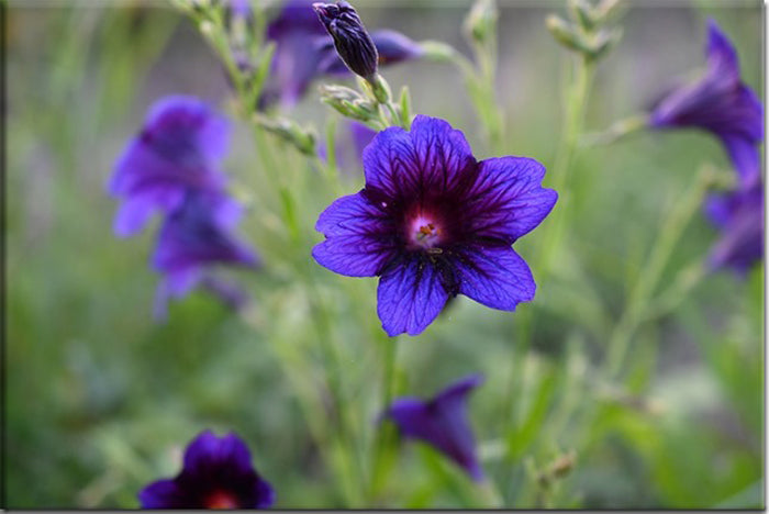 ‘Kew Blue’ Painted Tongue – (Salpiglossis sinuata)