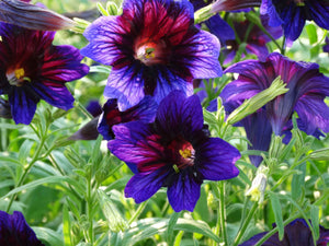 ‘Kew Blue’ Painted Tongue – (Salpiglossis sinuata)