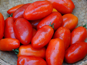 Kibit’s Ukrainian Tomato