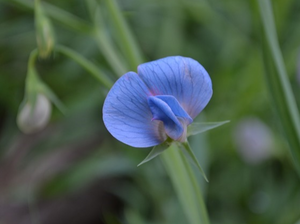 King Tut Sweet Pea