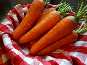 Kuroda Carrot