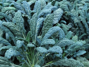 Lacinato Kale
