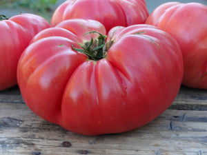 Lambert’s General Grant Tomato (1869)