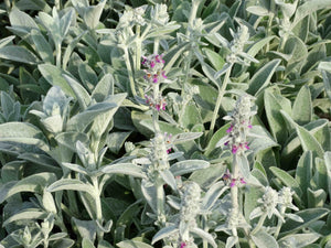 Lamb’s Ears (Stachys lanata)