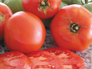 Brandywine Tomato (Landis Valley Strain)  - (1885)