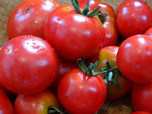 Latah Tomato