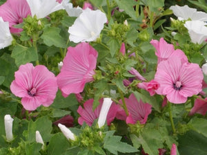 Lavatera 'Mix' (Lavatera trimestris)