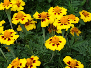 Legion of Honour Marigold - (1894) - (Tagetes patula)