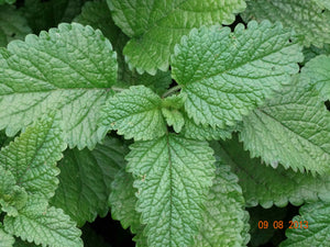 Lemon Balm (Melissa officinalis)