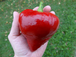 Lesya Pepper