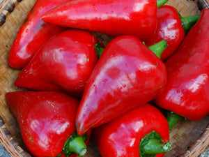 Lesya Pepper