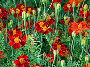 Linnaeus Burning Embers Marigold