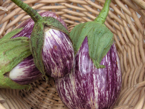 Listada de Gandia Eggplant